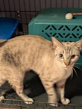 Chancey -  Siamese Cat for Adoption in Pompano Beach, Florida - Chancey | PetCurious