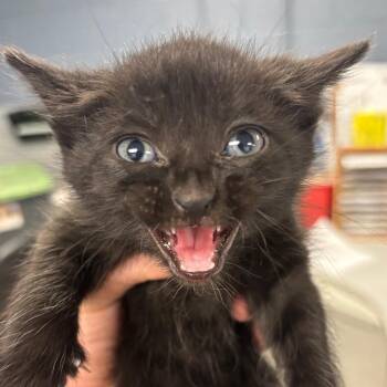 Domestic Short Hair Cats Available for Adoption in Saint Joseph, Missouri - Rio | PetCurious