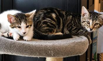 Puff -  American Shorthair Cat for Adoption in Pittsboro, North Carolina - Puff | PetCurious