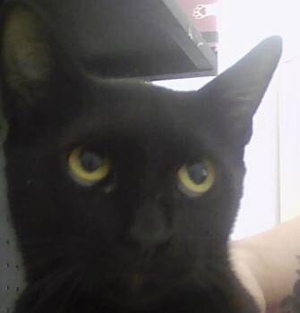 Domestic Short Hair Cats Available for Adoption in Dayton, Minnesota - Beauty | PetCurious