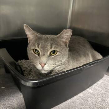 Domestic Short Hair Cats Available for Adoption in Hampton Bays, New York - Vince | PetCurious