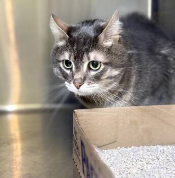 Junior -  Domestic Short Hair Cat for Adoption in Sioux City, Iowa - Junior | PetCurious