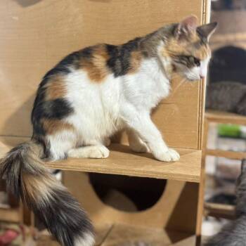 Rescue Calico Cats for Adoption in Brampton, Ontario - Maggie Y. | PetCurious