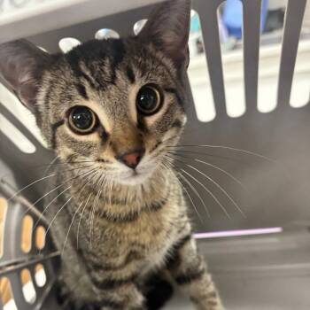 Domestic Short Hair Cats Available for Adoption in Indianapolis, Indiana - Muffler | PetCurious