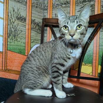 Rescue Domestic Short Hair Cats for Adoption in Long Beach, California - Charlie Charmer | PetCurious