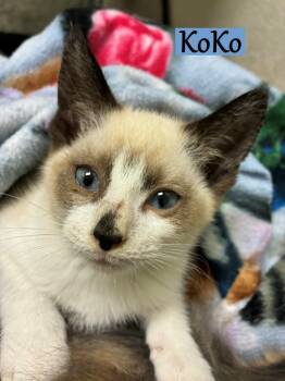 Rescue Domestic Short Hair Cats for Adoption - Koko | PetCurious