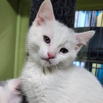 Frizz -  Domestic Short Hair Cat for Adoption in West Jefferson, Ohio - Frizz | PetCurious
