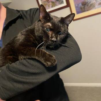 Baba -  Domestic Short Hair Cat for Adoption in Blaine, Minnesota - Baba | PetCurious