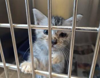 A1053513 -  Domestic Short Hair Cat for Adoption in Martinez, California - A1053513 | PetCurious