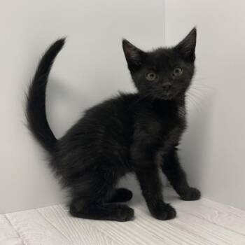 Pepperoni -  Domestic Short Hair Cat for Adoption in Dayton, Ohio - Pepperoni | PetCurious