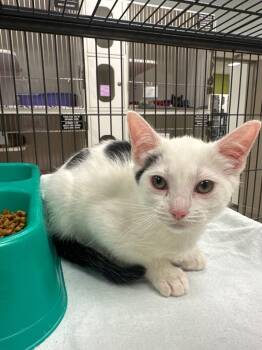 Socks (Britt) -  Domestic Short Hair Cat for Adoption in Johnson City, Tennessee - Socks (Britt) | PetCurious