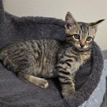 Montana -  Domestic Short Hair Cat for Adoption in Yankton, South Dakota - Montana | PetCurious