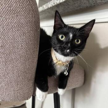 Groove Disco -  Tuxedo and Domestic Short Hair Cat for Adoption in Friendswood, Texas - Groove Disco | PetCurious