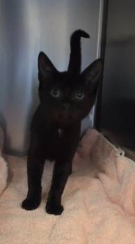 Rescue Domestic Short Hair Cats for Adoption in Ocala, Florida - Elvira (Petsmart) | PetCurious