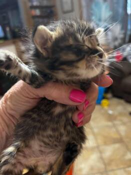 Bottle Feeder 4 -  Domestic Short Hair Cat Available for Adoption in Snyder, Texas - Bottle Feeder 4 | PetCurious