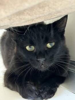 Kumo -  Domestic Short Hair Cat for Adoption in Hamilton, Montana - Kumo | PetCurious