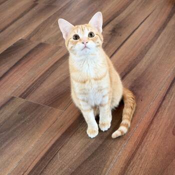 Domestic Short Hair Cats Available for Adoption - Nacho | PetCurious