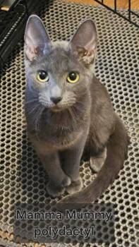 Rescue Domestic Short Hair Cats for Adoption in North Brunswick Township, New Jersey - Yummy Mummy | PetCurious
