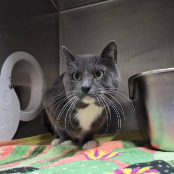 Domestic Short Hair Cats Available for Adoption - Lenny | PetCurious