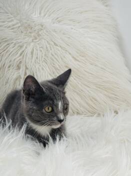 Travis -  Russian Blue and American Shorthair Cat for Adoption in Poway, California - Travis | PetCurious