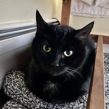 Rescue Domestic Short Hair Cats for Adoption in East Montpelier, Vermont - Raven | PetCurious