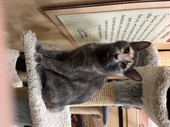 Rescue Dilute Tortoiseshell Cats for Adoption in Tustin, California - Twix | PetCurious