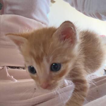 Prince -  Domestic Short Hair Cat Available for Adoption in Tustin, California - Prince | PetCurious