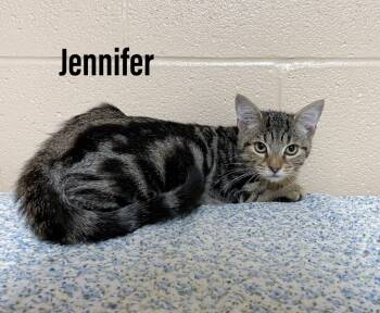 Rescue Domestic Short Hair Cats for Adoption in Clearfield, Kentucky - Jennifer | PetCurious