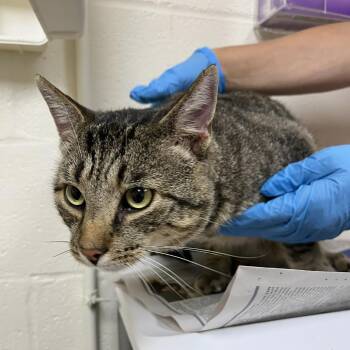 SVAS-Stray-39477 -  Domestic Short Hair Cat for Adoption in Lyndhurst, Virginia - SVAS-Stray-39477 | PetCurious