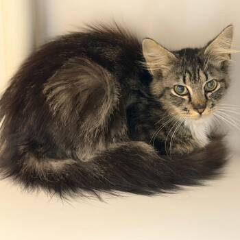 Domestic Medium Hair Cats Available for Adoption in Sarasota, Florida - Captain Jack Sparrow | PetCurious