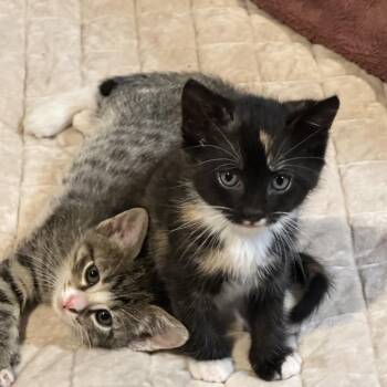 Malibu -  Domestic Short Hair Cat for Adoption in Tustin, California - Malibu | PetCurious