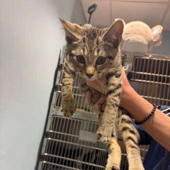 Onions -  Domestic Short Hair Cat for Adoption in Chattanooga, Tennessee - Onions | PetCurious