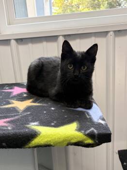 Toeni -  American Shorthair Cat for Adoption in Big Rapids, Michigan - Toeni | PetCurious