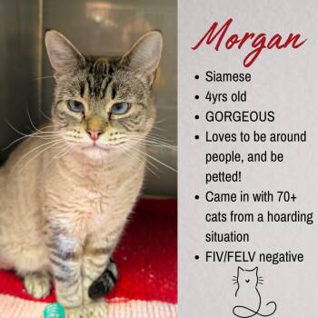 Morgan -  Siamese Cat for Adoption in Junction City, Kansas - Morgan | PetCurious