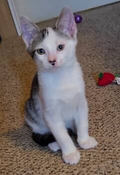 Piggy, Willow Grove PS, (FCID 07/15/2026-117) -  Domestic Short Hair Cat for Adoption in Greenville, Delaware - Piggy, Willow Grove PS, (FCID 07/15/2026-117) | PetCurious
