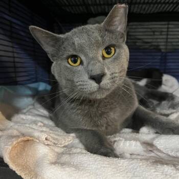Raul -  Russian Blue and Domestic Short Hair Cat for Adoption in Waldorf, Maryland - Raul | PetCurious