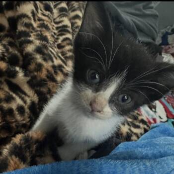 Illeana -  Domestic Short Hair Cat for Adoption in West Palm Beach, Florida - Illeana | PetCurious