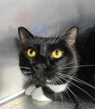 Joker -  Domestic Short Hair Cat for Adoption in New Cumberland, West Virginia - Joker | PetCurious