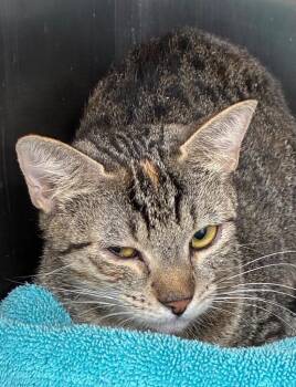 Marbles -  Domestic Short Hair Cat Available for Adoption in Hartsville, South Carolina - Marbles | PetCurious