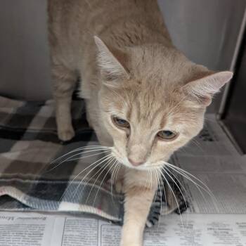 Cheddar Bay -  Domestic Short Hair Cat for Adoption in Springfield, Illinois - Cheddar Bay | PetCurious