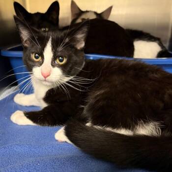 Rockstar -  Domestic Short Hair Cat for Adoption in Keizer, Oregon - Rockstar | PetCurious