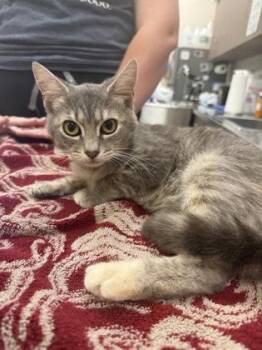 Natasha -  Domestic Short Hair Cat for Adoption in Fishers, Indiana - Natasha | PetCurious