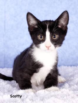 Scotty -  Domestic Short Hair Cat for Adoption in Gilbert, Arizona - Scotty | PetCurious