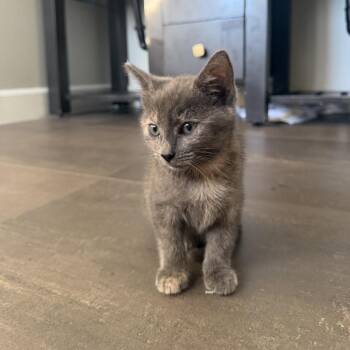 Arri -  Domestic Short Hair Cat for Adoption in Long Beach, California - Arri | PetCurious