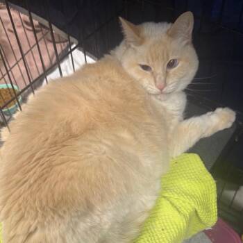 Domestic Short Hair Cats Available for Adoption in Normal, Illinois - Luna | PetCurious