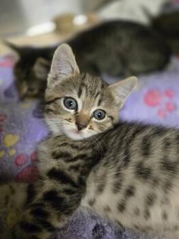 Charity -  Domestic Short Hair Cat for Adoption in Kennewick, Washington - Charity | PetCurious