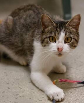 Domestic Short Hair Cats Available for Adoption - Destiny | PetCurious