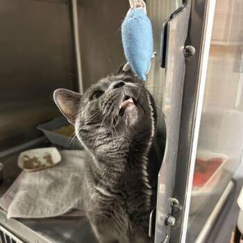Domestic Short Hair Cats Available for Adoption in Davenport, Iowa - Aspen | PetCurious