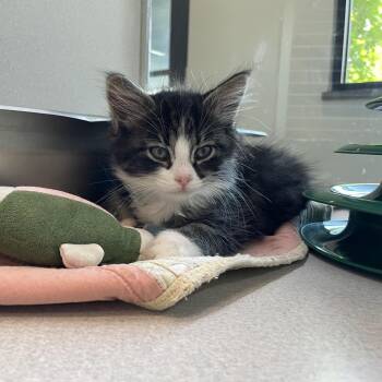 Vesper -  Domestic Long Hair Cat for Adoption in Hailey, Idaho - Vesper | PetCurious