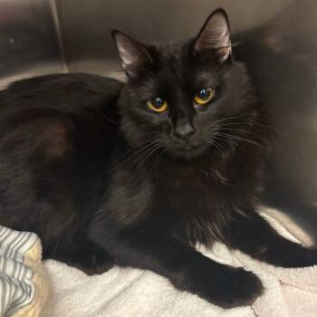 Rescue Domestic Long Hair Cats for Adoption in Los Angeles, California - Velvet | PetCurious